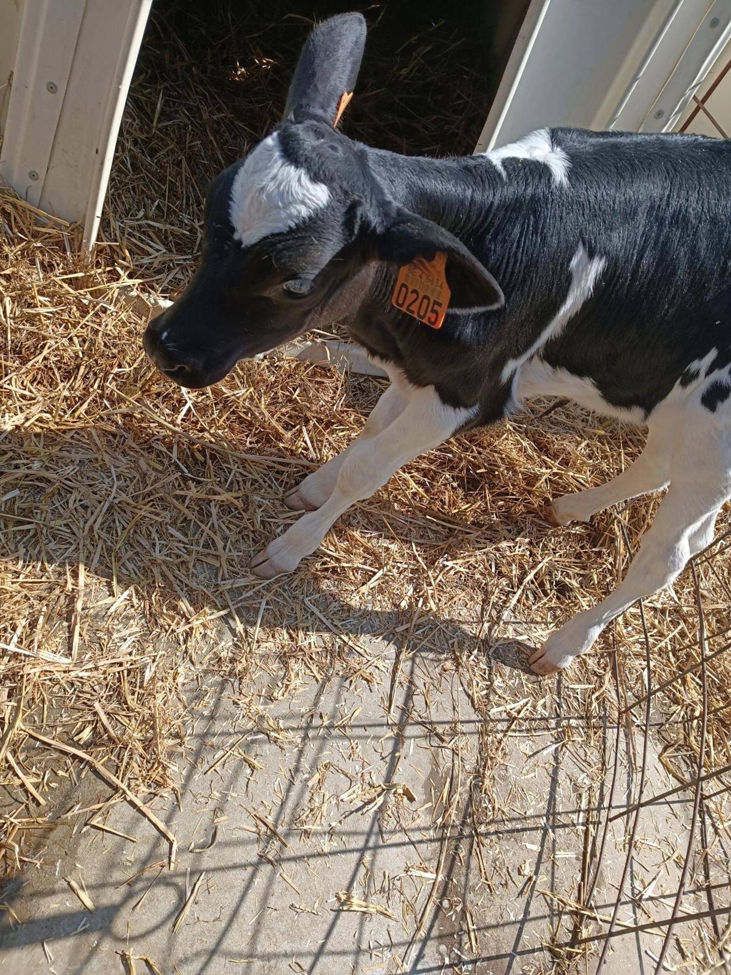 Gite Ferme D'Hurtaux Фруашапель Экстерьер фото